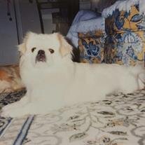 Lady Chloe Logan
