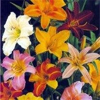 Anita Gannaway Shipley