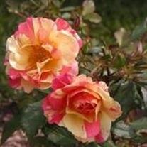 Lavada Walker Jones,