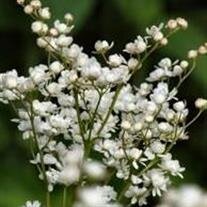 Bobbie Ruth Wallace,