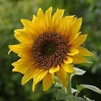 Helen Earline Welch,