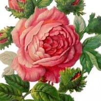 JoAnn (Thomas) Sheffield