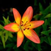 Viola Virginia Likos