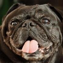 Wheezer Lapus