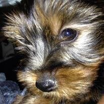 Buddy La Bruno