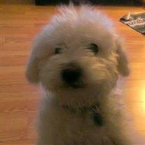 Buddy Napolitano