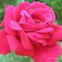 Carol Antoinette Mathis