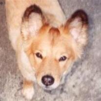 Augie Doggie Quagliana