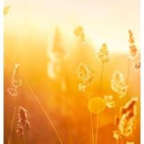 Cheryl Serck