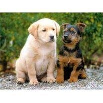 Sandra "Sandy" Rasnake