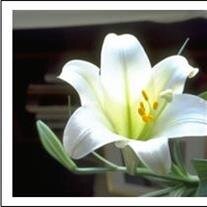 Dianette Johnson