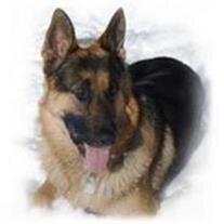 Cezar Columbia's K-9