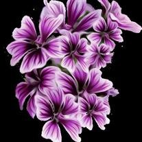 Nancy Harter