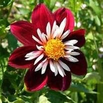 Vernetta K. Bonnefond