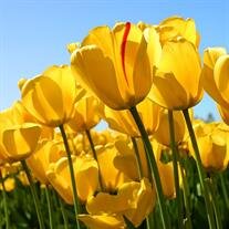 Barbara Cox McDonnell