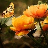 Sue McShane