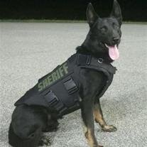 K9 Blek