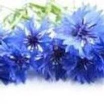 Virginia L. Bluer