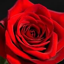 Barbara  Alice  Moses 