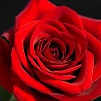 Wendy  Cecilia  Young