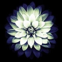 Sandra Mills Ferguson