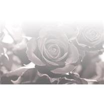 Rose G Druilhet