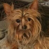 Gidget  Briguccia 