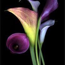 Carol H. Knop