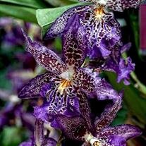 Maria del Carmen Sanchez de Camarillo