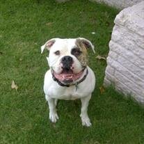 Capone  Molina