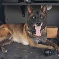 K9  Deputy Chucky