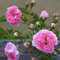Bernice H. Godwin