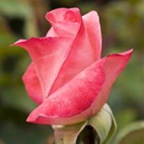 Mildred Grace Newport Dye