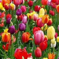 Katherine Costacurta