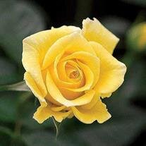 Lois  Jones Phillips