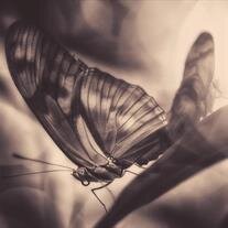 Delores  Elizabeth  Forbes