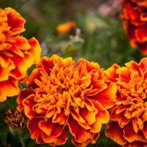 Dorothy Annette Miller