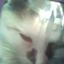 Calico Busch