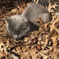 Nermal Cetra