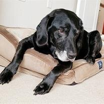 Madison D. Dogg Fronczek
