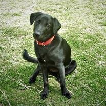 Marley Sue Gailey