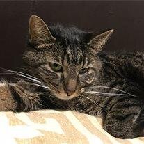 Oscar Harley