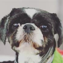 Louie Melegari