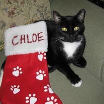 Chloe Busato