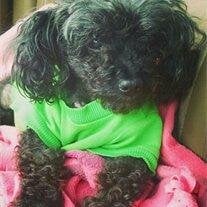 Tiffany FiFi Morrell
