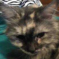 Kitty Moss