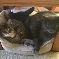 Kitty Mia Gray