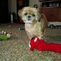 Peanut Robert Dolence