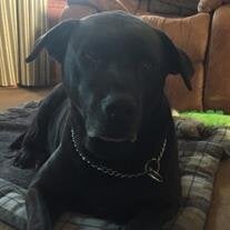 Dora Lou Bosco
