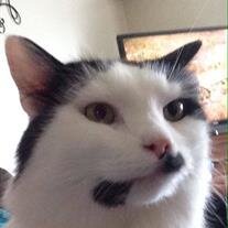 Meowkin Pelkey